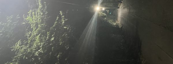 シチノコと火星の森